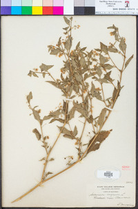 Solanum nigrum image