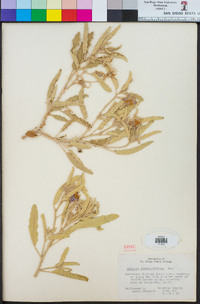 Solanum elaeagnifolium image