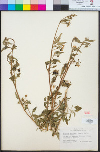 Solanum douglasii image