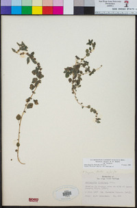 Parietaria hespera image