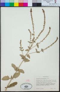 Verbena lasiostachys var. lasiostachys image