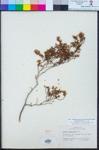 Larrea tridentata image