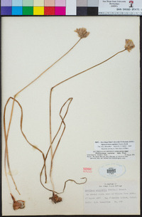 Dichelostemma capitatum image