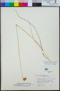 Dichelostemma capitatum image