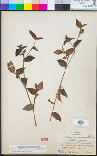 Tradescantia fluminensis image