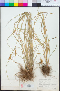 Carex mariposana image