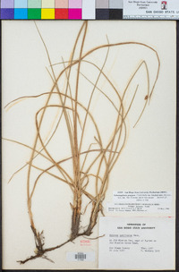 Schoenoplectus pungens var. longispicatus image