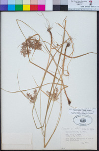 Cyperus odoratus subsp. odoratus image