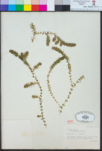 Elodea canadensis image