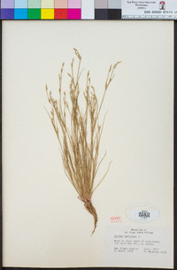 Juncus bufonius image