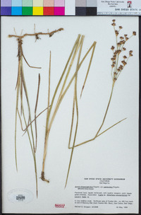 Juncus phaeocephalus image