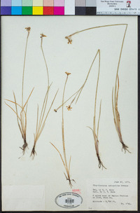 Sisyrinchium halophilum image