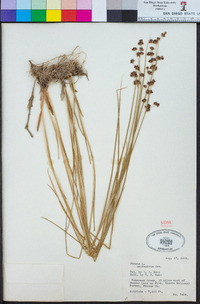 Juncus macrandrus image