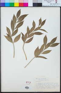 Ruscus aculeatus image