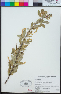 Salix laevigata image