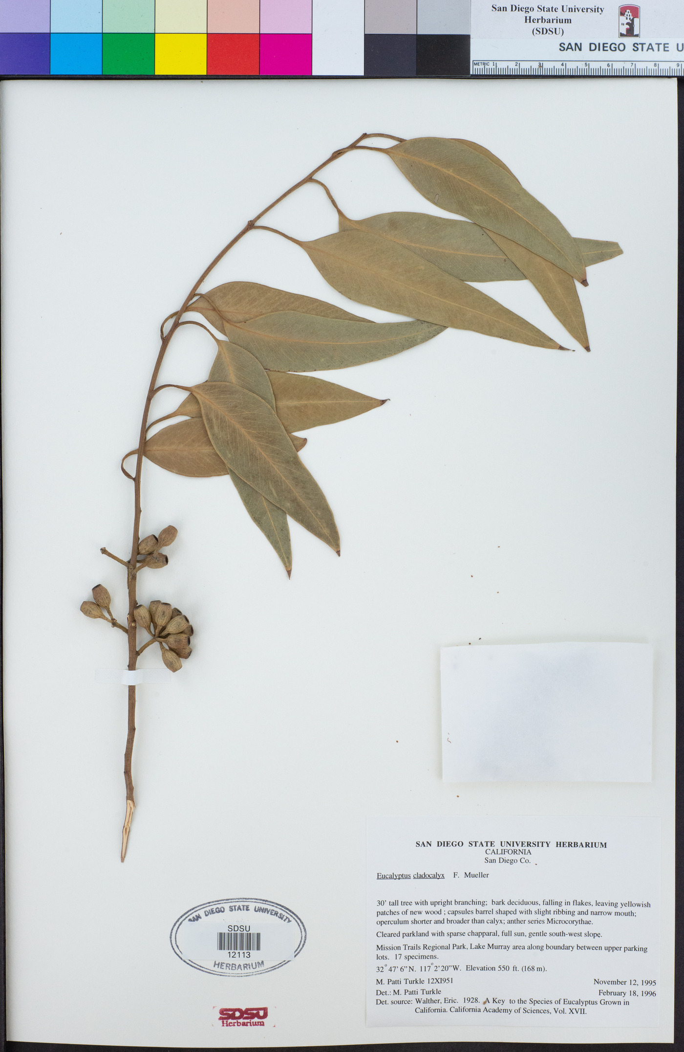 Eucalyptus cladocalyx image
