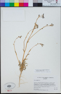 Saltugilia caruifolia image