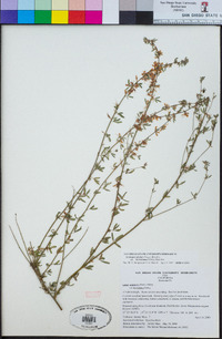 Acmispon glaber var. brevialatus image