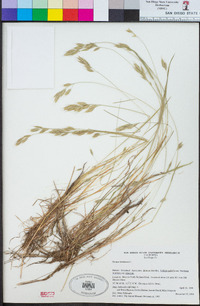 Bromus hordeaceus image