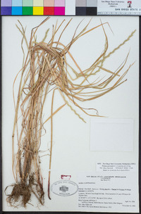 Festuca perennis image