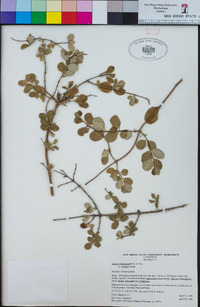 Lonicera subspicata image