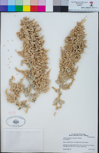 Atriplex lentiformis image