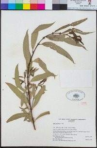 Salix gooddingii image