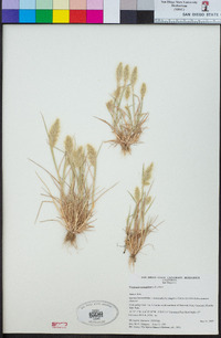 Polypogon monspeliensis image