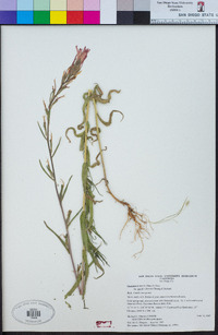 Castilleja minor subsp. spiralis image