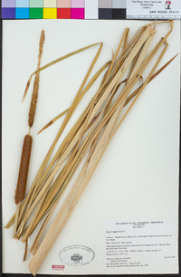 Typha domingensis image