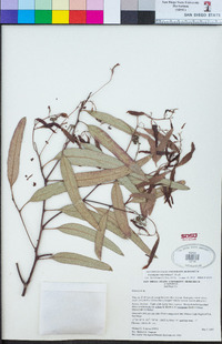 Eucalyptus microtheca image