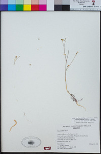 Saltugilia caruifolia image