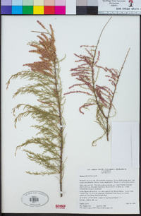 Tamarix chinensis image