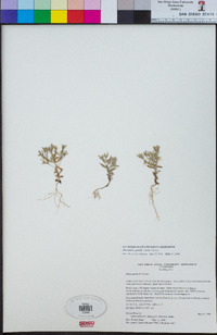 Phlox gracilis image