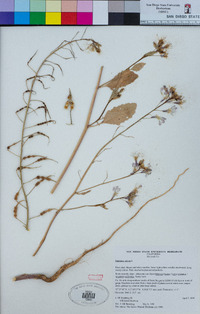 Raphanus raphanistrum image