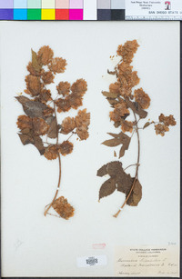 Humulus lupulus image