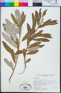 Salix lasiolepis image