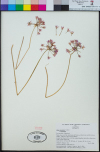 Allium peninsulare image