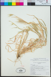 Hordeum murinum subsp. leporinum image