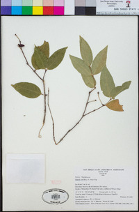 Image of Phaleria pubiflora