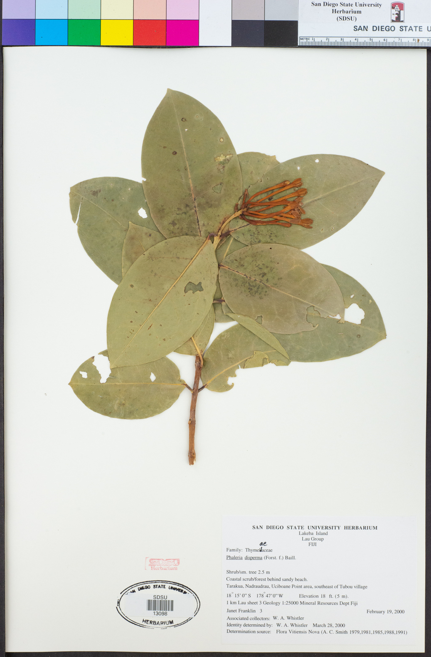 Phaleria disperma image