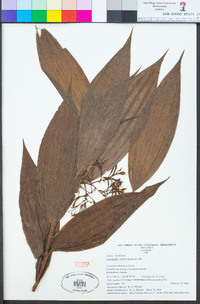 Image of Corymborkis veratrifolia