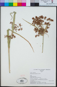 Rhynchospora corymbosa image