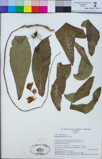 Image of Barringtonia racemosa
