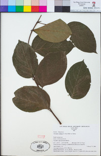 Alangium vitiense image
