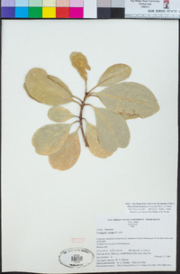 Image of Planchonella tahitensis