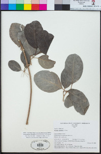 Gynochthodes myrtifolia image