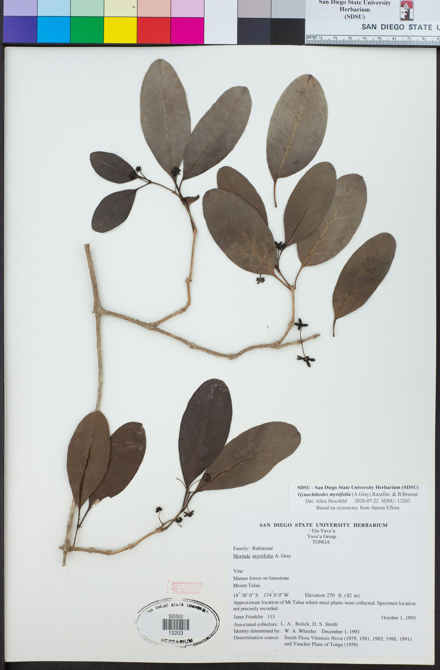 Gynochthodes myrtifolia image