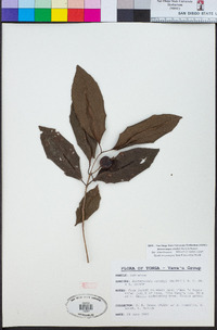Image of Atractocarpus crosbyi