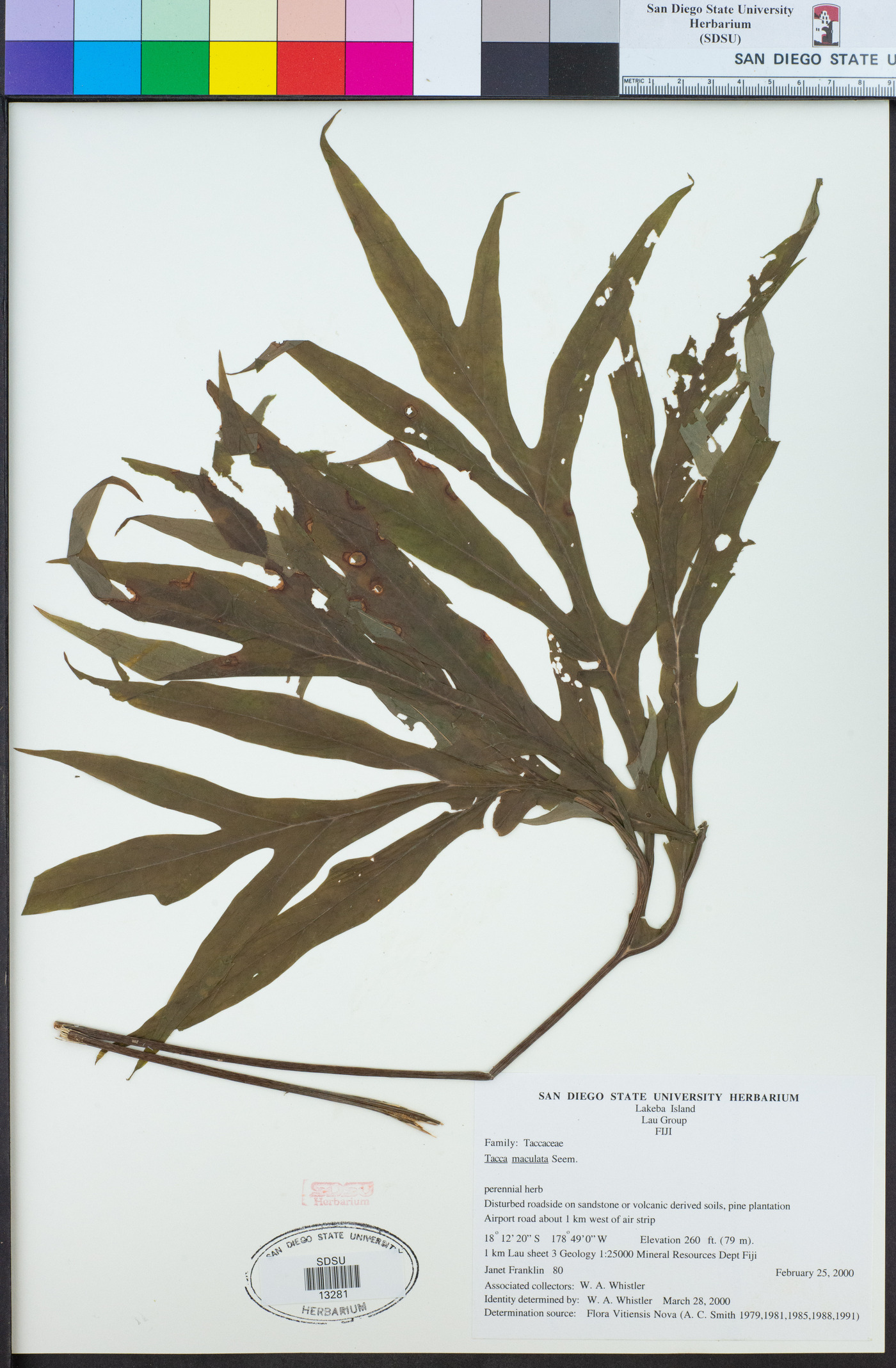 Tacca maculata image